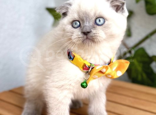 Uygun Fiyata Mavişimiz Erkek Scottish Fold   görsel