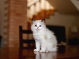 Asi̇l Ragdoll