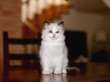 Asi̇l Ragdoll