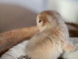 Bebek Surat Golden Scottish Fold Shorthair 