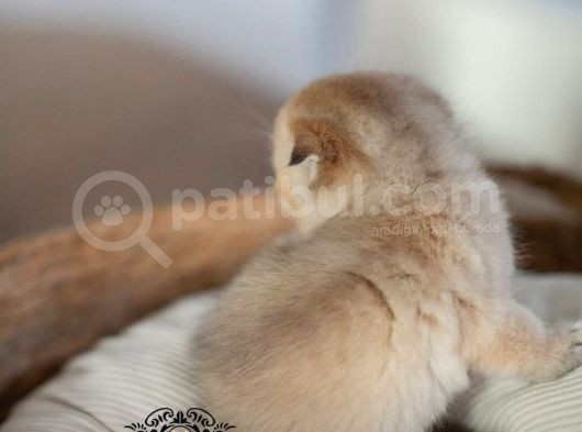 Bebek Surat Golden Scottish Fold Shorthair  görsel