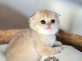 Bebek Surat Golden Scottish Fold Shorthair 