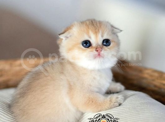 Bebek Surat Golden Scottish Fold Shorthair  görsel