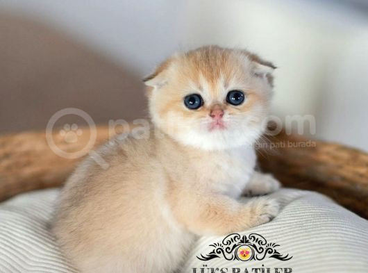 Bebek Surat Golden Scottish Fold Shorthair  görsel