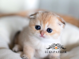 Bebek Surat Golden Scottish Fold Shorthair 