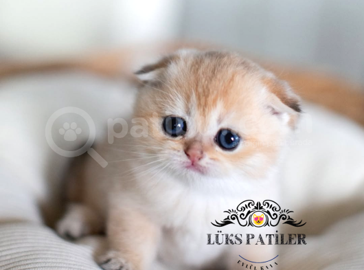 Bebek Surat Golden Scottish Fold Shorthair  görsel