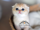 Bebek Surat Golden Scottish Fold Shorthair 