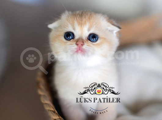 Bebek Surat Golden Scottish Fold Shorthair 