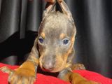 Kızıl Erkek King Doberman Yavrular
