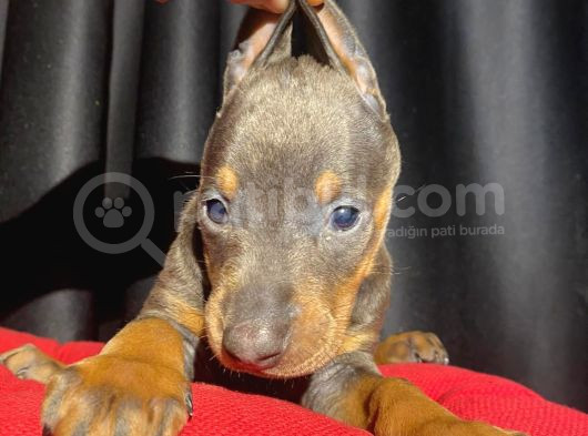 Kızıl Erkek King Doberman Yavrular görsel