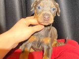 Kızıl Erkek king doberman yavrular