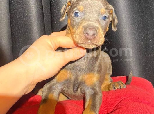 Kızıl Erkek King Doberman Yavrular