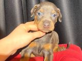 Kızıl Erkek King Doberman Yavrular