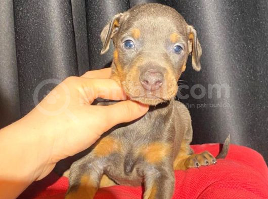 Kızıl Erkek King Doberman Yavrular görsel
