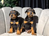 King Doberman Yavrularımız Sizlerle