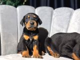 King Doberman Yavrularımız Sizlerle