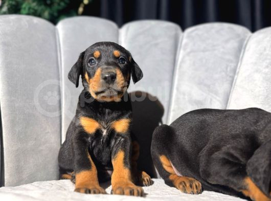 King Doberman Yavrularımız Sizlerle görsel