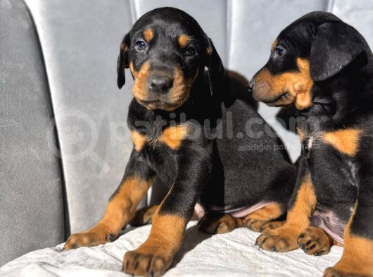 King Doberman Yavrularımız Sizlerle