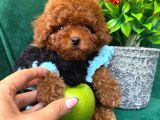 Red Toy Poodle Yavrumuz Avm Içi Mağazamızdan Sizlerle
