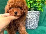 Red toy poodle yavrumuz AVM içi mağazamızdan sizlerle