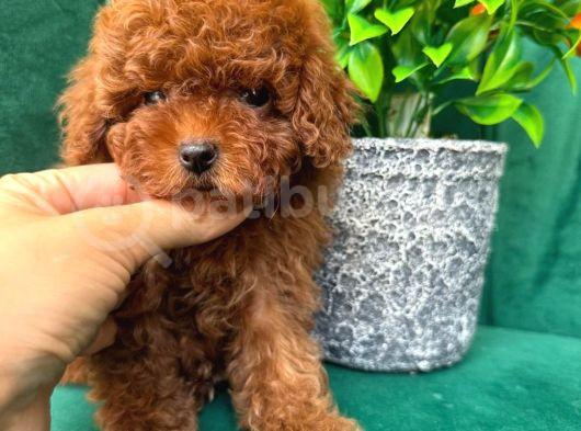Red Toy Poodle Yavrumuz Avm Içi Mağazamızdan Sizlerle