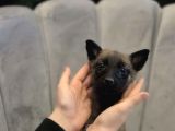 K9 Belçika Malinois Kurdu Yavrularımız