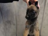 K9 Belçika Malinois kurdu yavrularımız