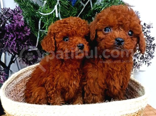 100 Orji̇nal Kore Red Brown Yavrular görsel