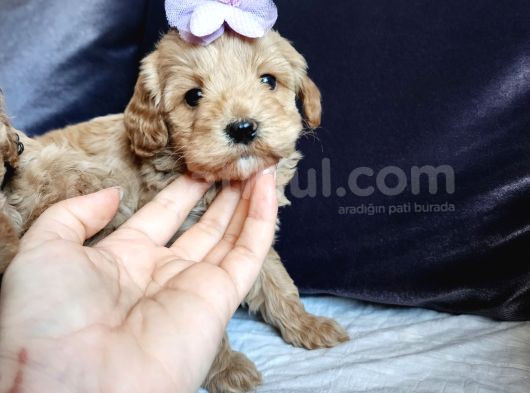 Anne Altından Kore Kan Mini Maltipoo görsel