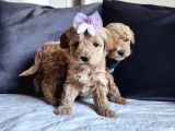 Anne altından kore kan mini maltipoo