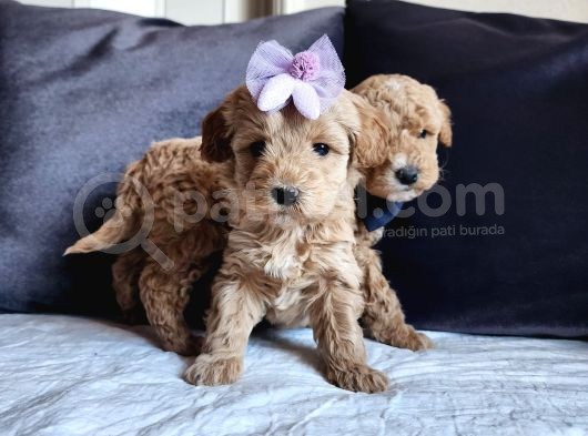 Anne Altından Kore Kan Mini Maltipoo
