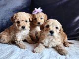 Anne Altından Kore Kan Mini Maltipoo