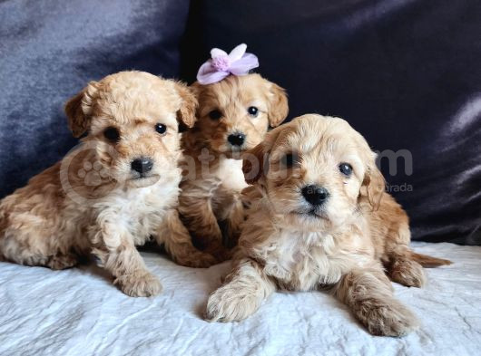Anne Altından Kore Kan Mini Maltipoo görsel