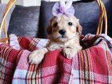 Anne Altından Kore Kan Mini Maltipoo