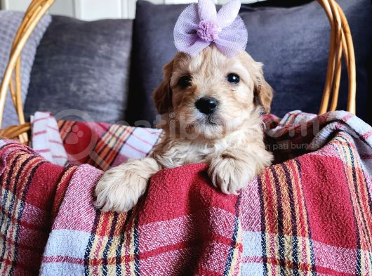 Anne Altından Kore Kan Mini Maltipoo görsel