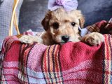 Anne Altından Kore Kan Mini Maltipoo