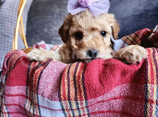 Anne Altından Kore Kan Mini Maltipoo görsel