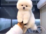 Pomeranian Boo