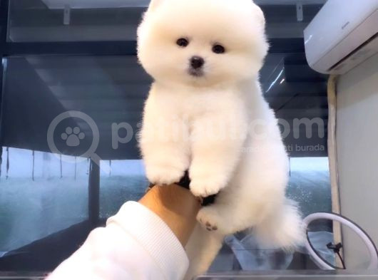 Pomeranian Boo