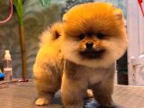 Pomeranian Boo