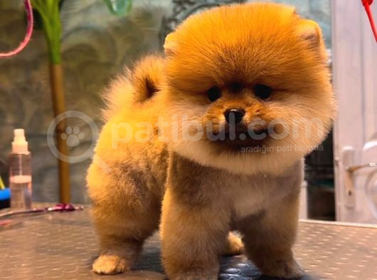 Pomeranian Boo görsel