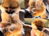 Pomeranian Boo