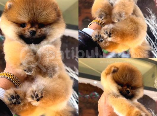 Pomeranian Boo