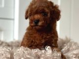 En Özel Toy Poodle Yavrulari