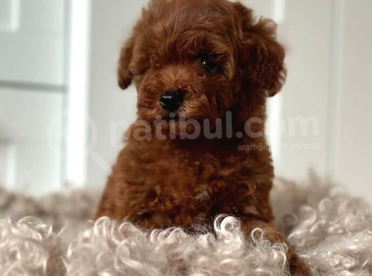 En Özel Toy Poodle Yavrulari görsel