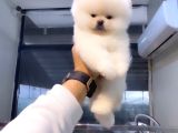 Pomeranian Boo