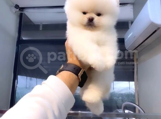 Pomeranian Boo görsel