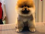 Pomeranian Boo