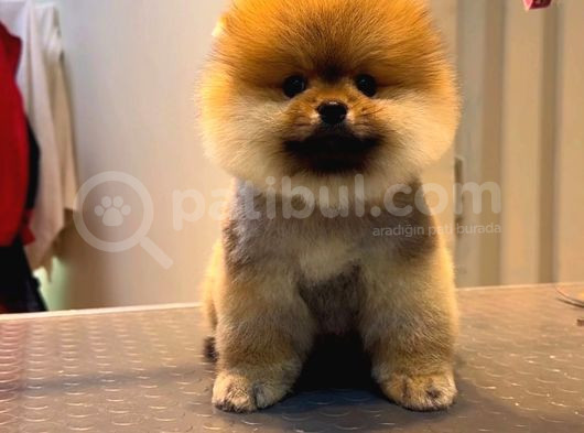 Pomeranian Boo görsel