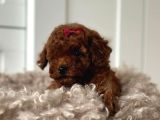 ÇOK ÖZEL TOY POODLE YAVRULARIMIZ